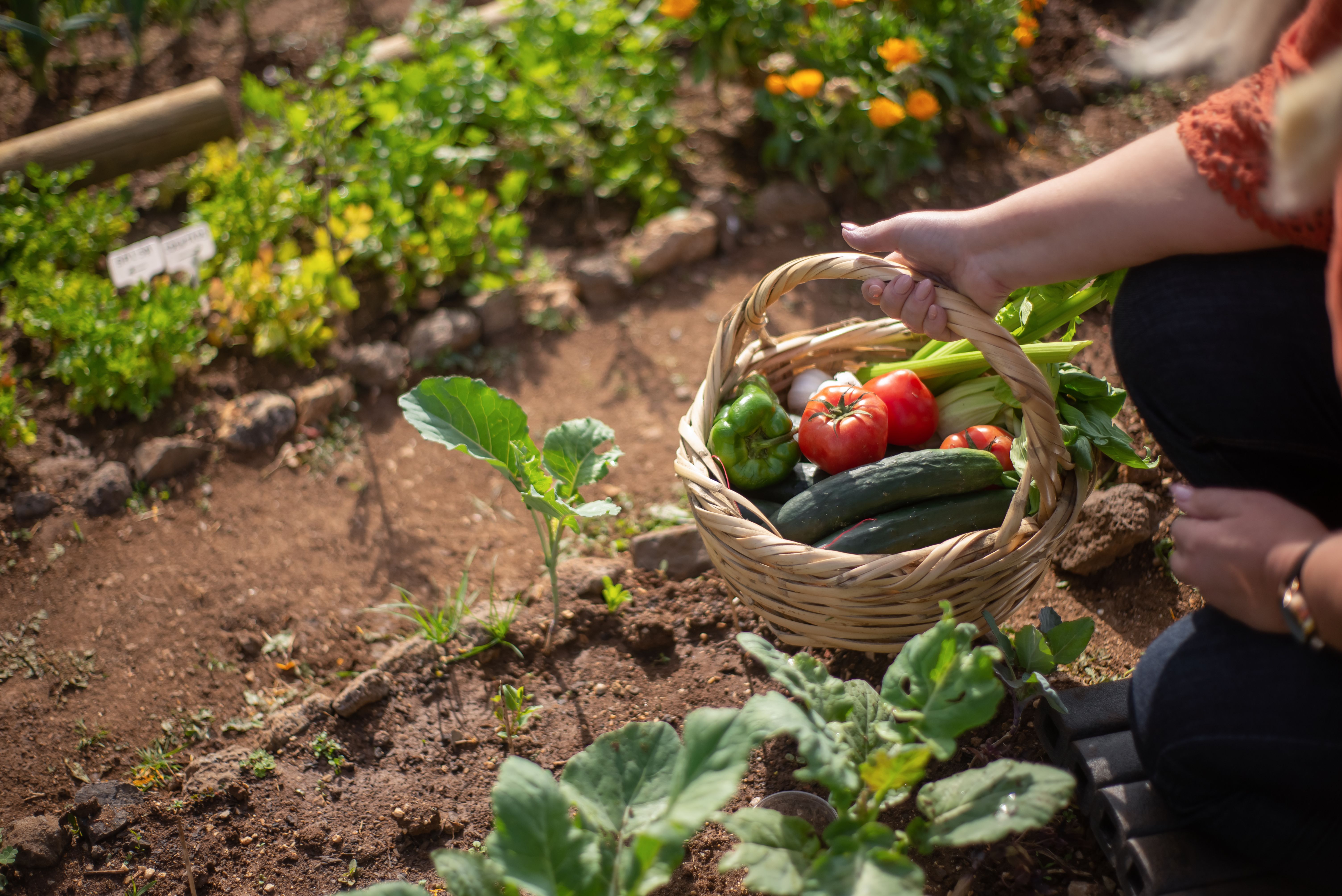 A basket of home-grown produce from the garden