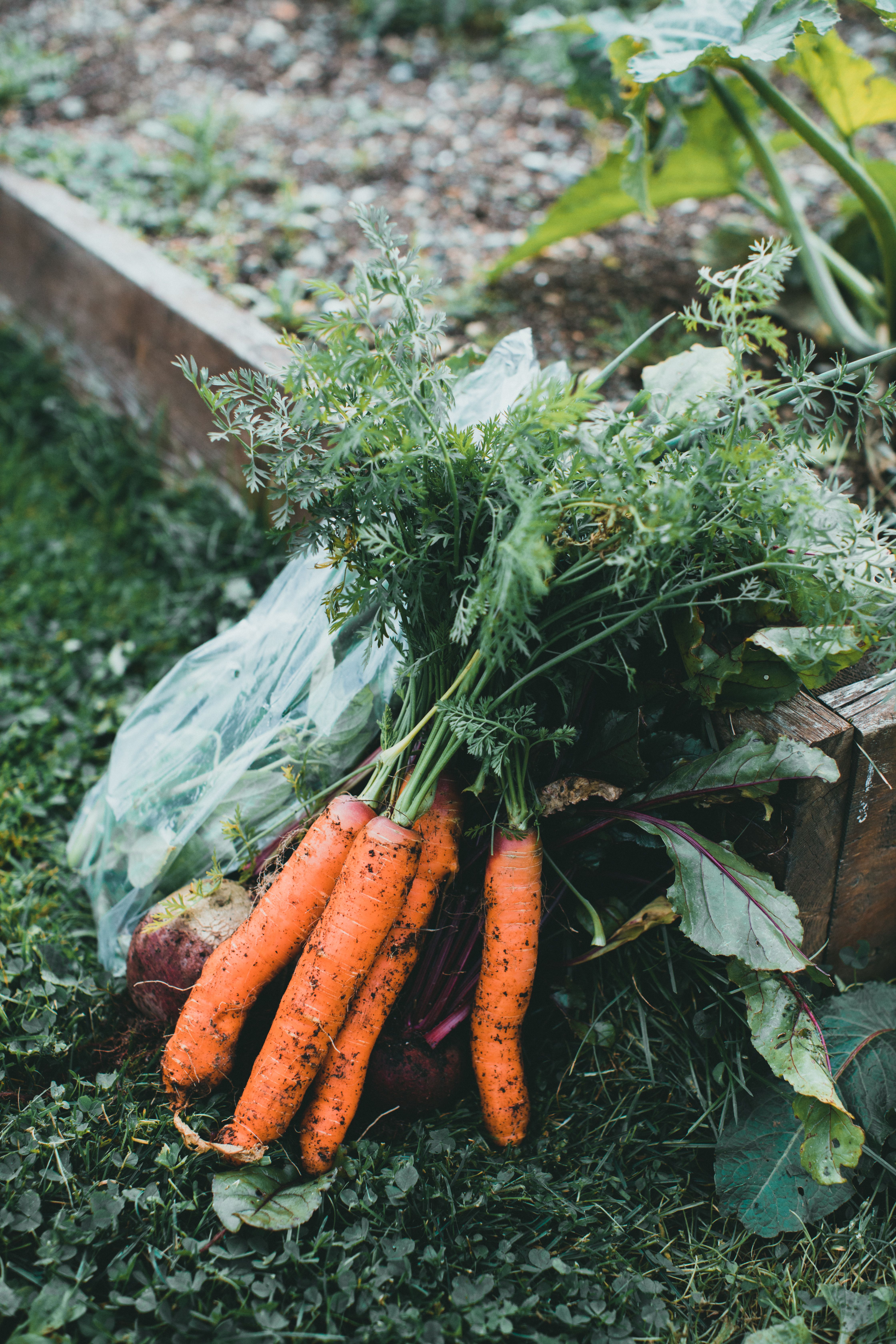 Freshly pulled carrots from the garden