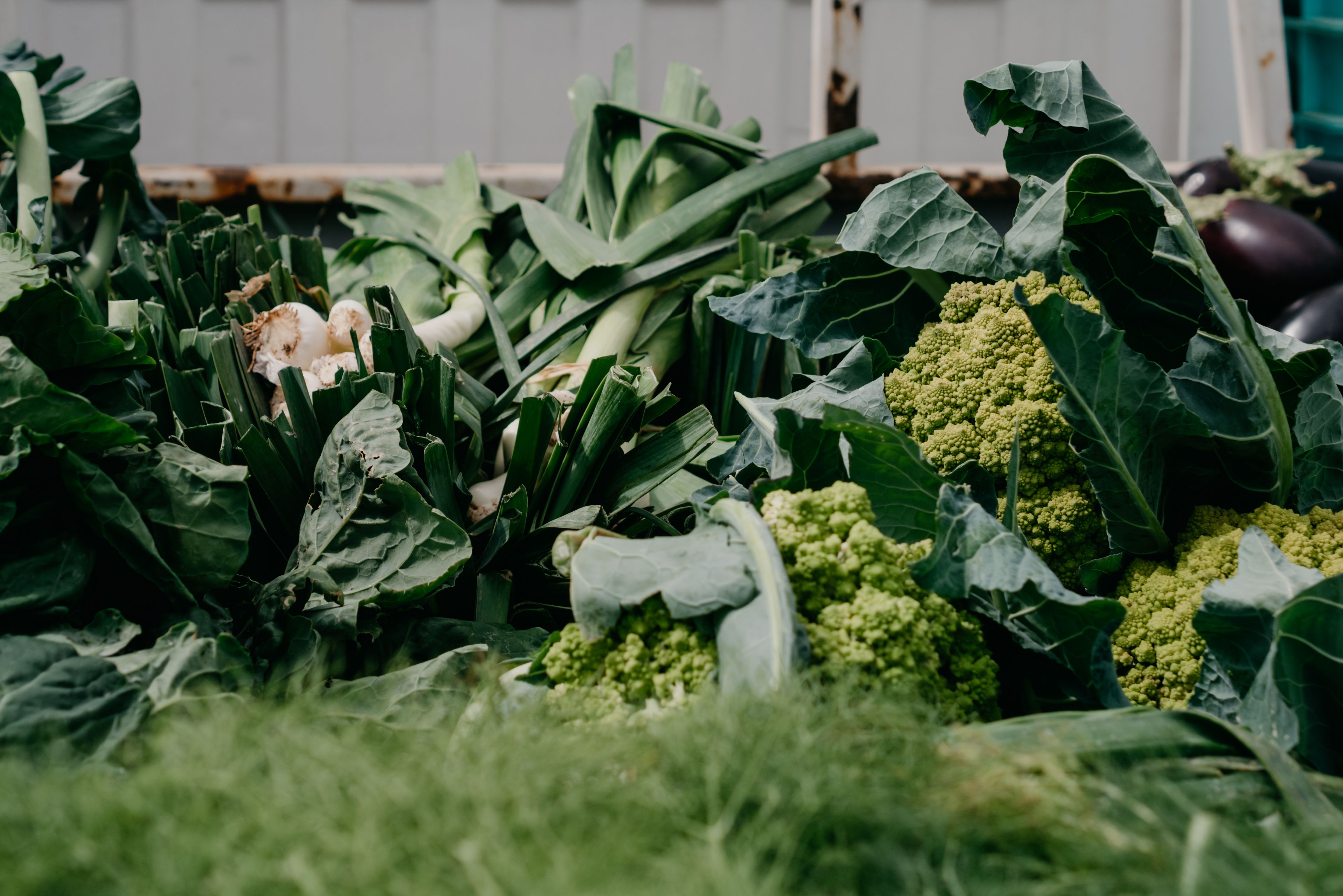 A well-tended vegetable garden under cloches