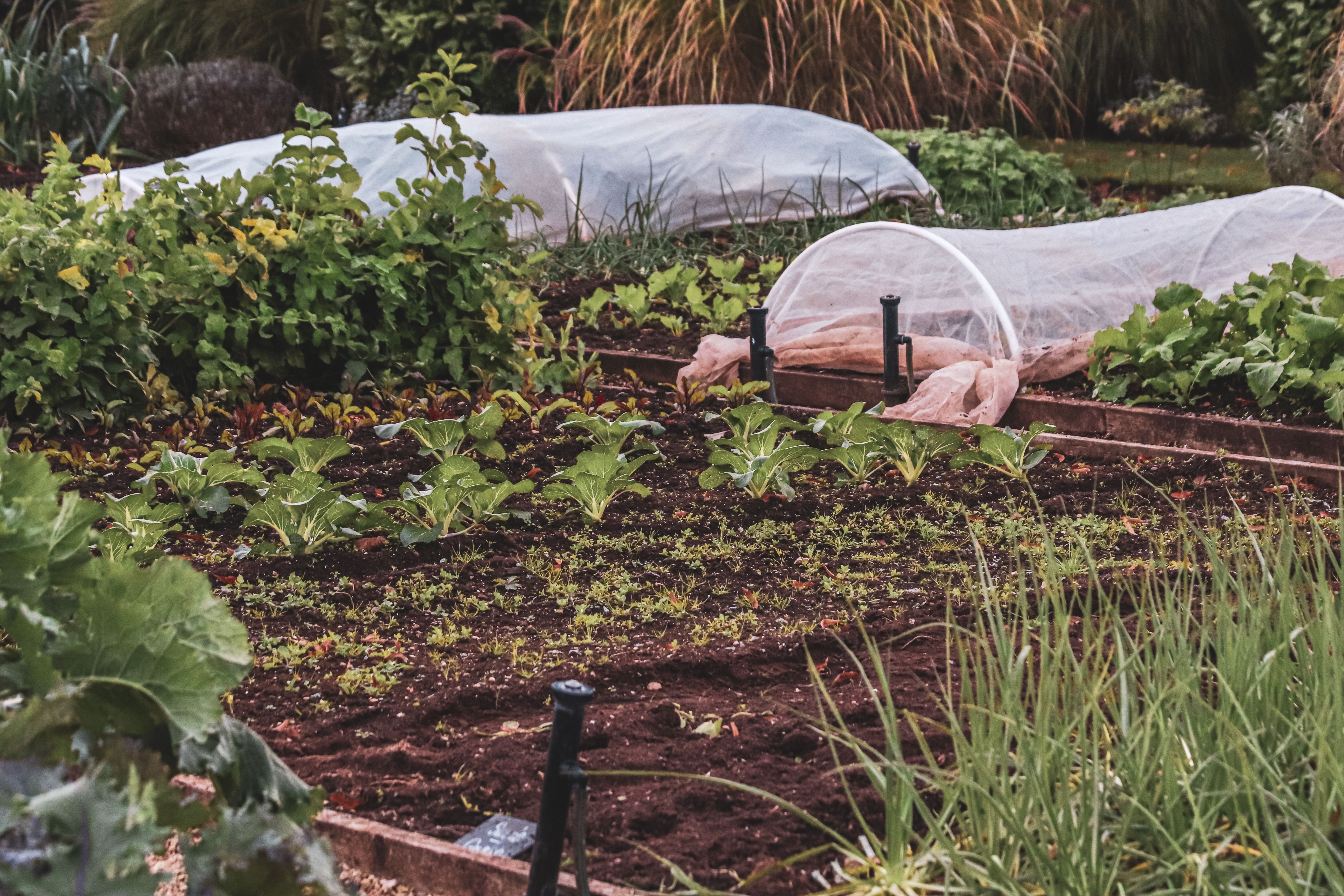 Fresh lettuce growing in the garden