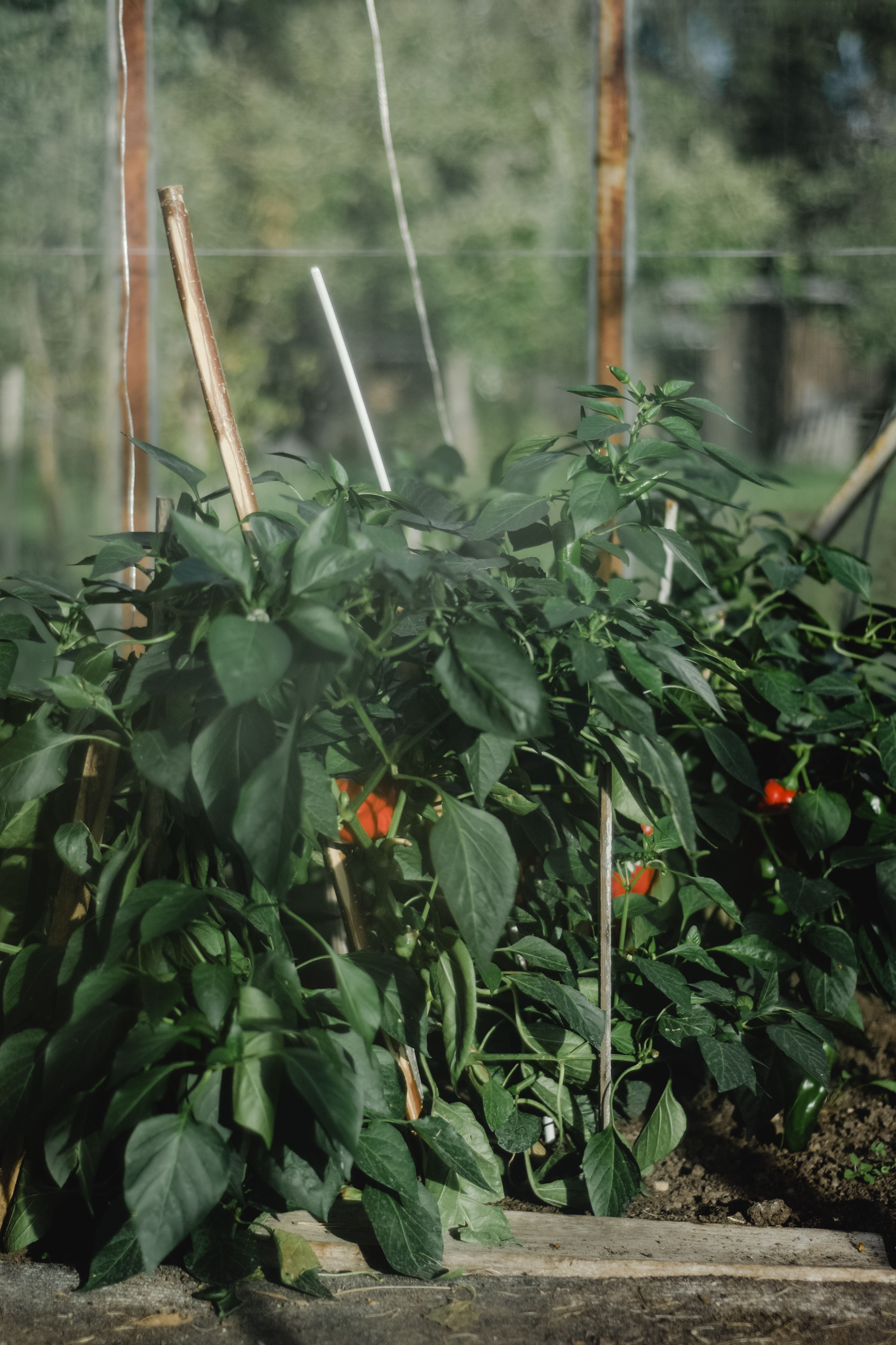 Peppers growing in the garden